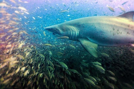 arturo diving with shark